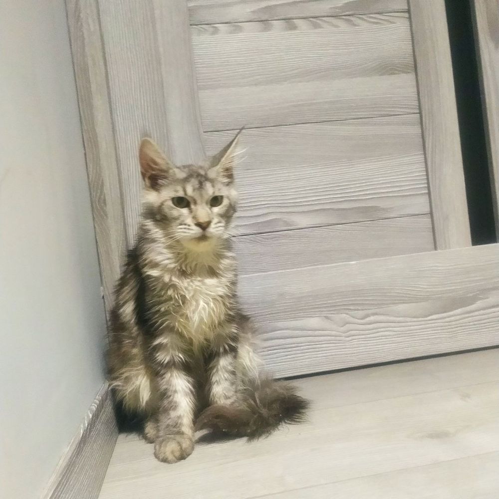 Продается мейн кун девочка