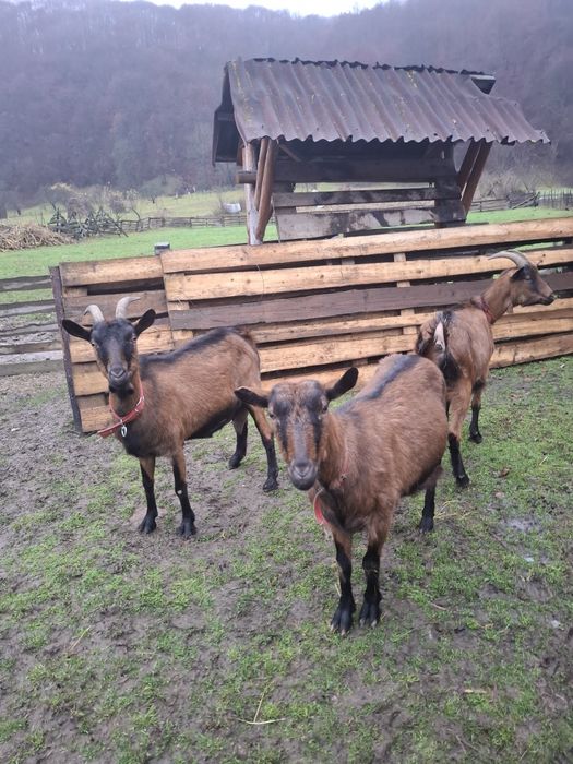 Capre alpine franceze gestante