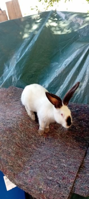 De vânzare uriaș de Transilvania