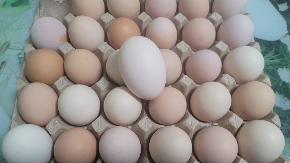Инкубационные куринные яйца