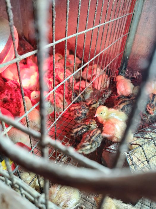 Vând pui de prepeliță!