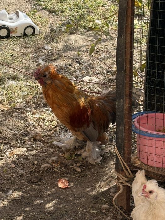 Япон хурозлари.