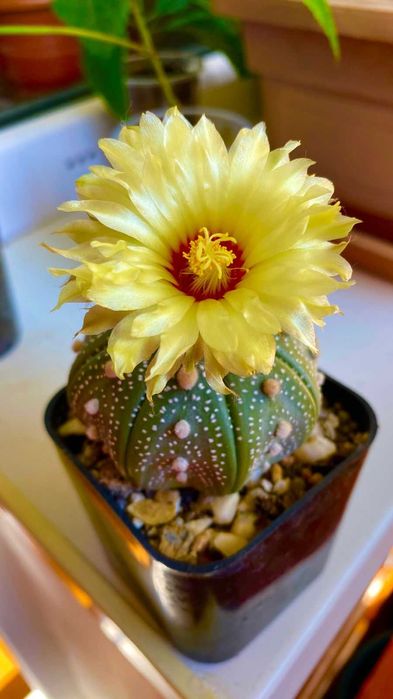 Кактусы рода  Астрофитум