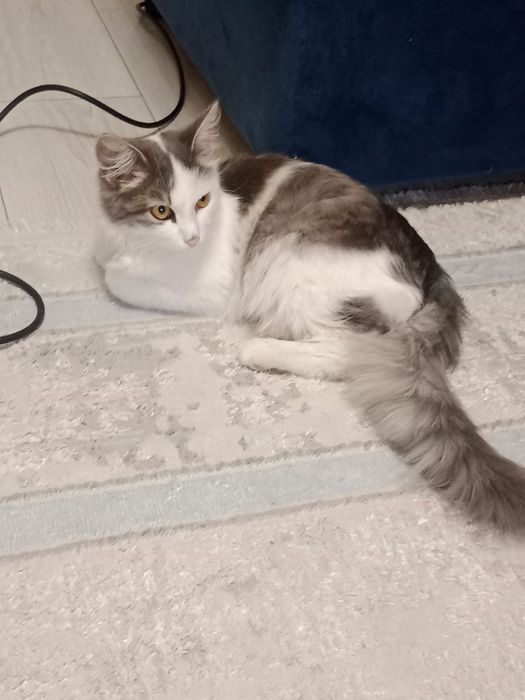 Отдам котенка,нашли на ул.Дукен улы с ошейником желтым