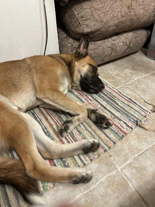 Страхотен Шарено-Очко търси Дом