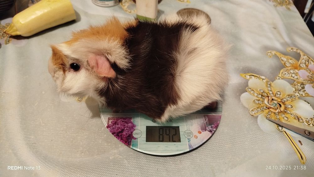 Морские свинки домашние