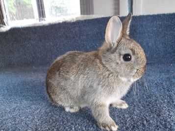 Продава Мини зайчета, Морски свинчета, Хамстери, Мишки, Джербили, Дегу