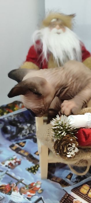 Канадски  Сфинкс