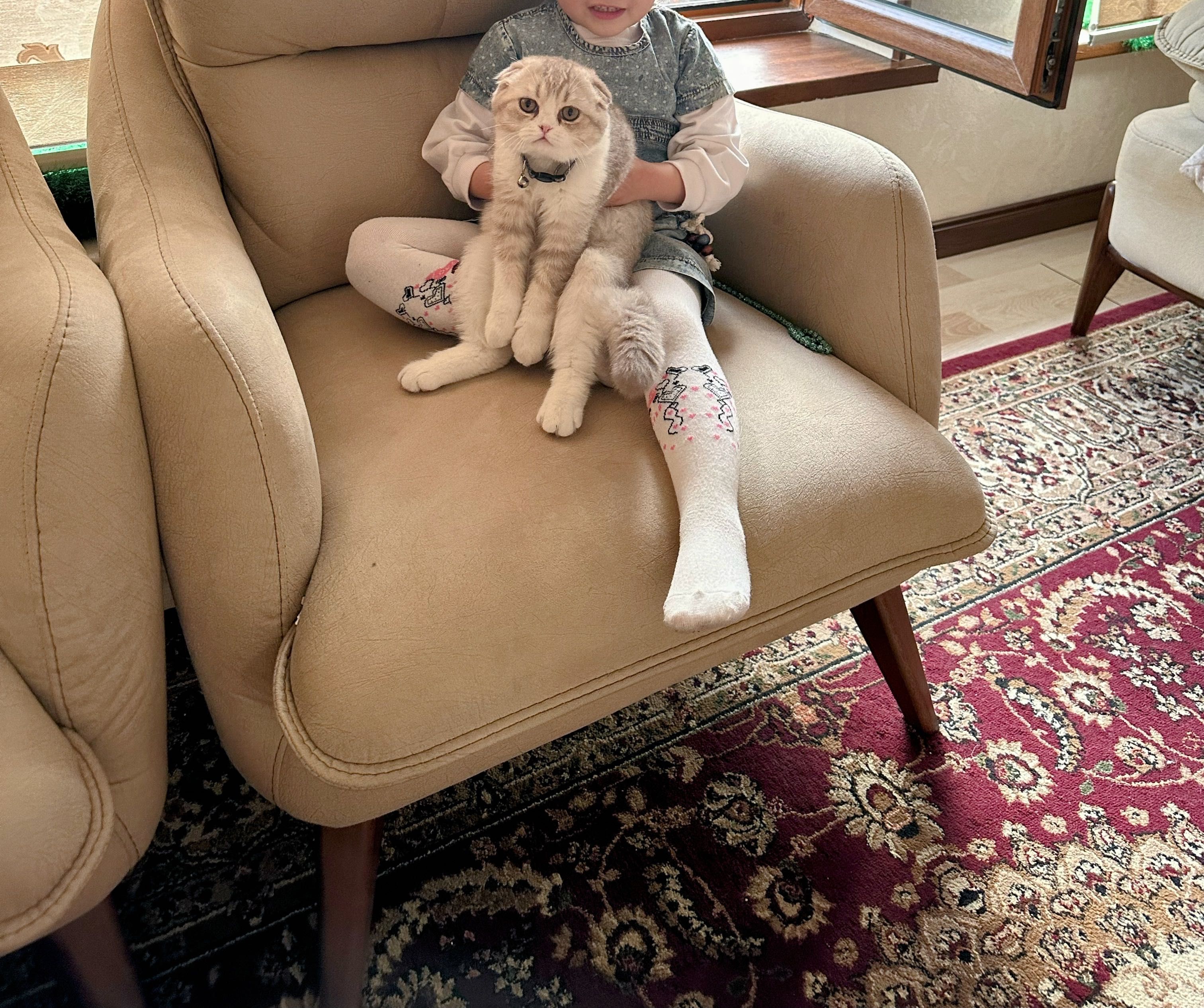 Кошка скоттиш фолд, Мушук
