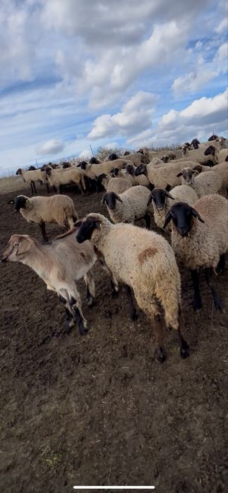 Oi de vanzare Berbeci Miei De rasa Productie proprie