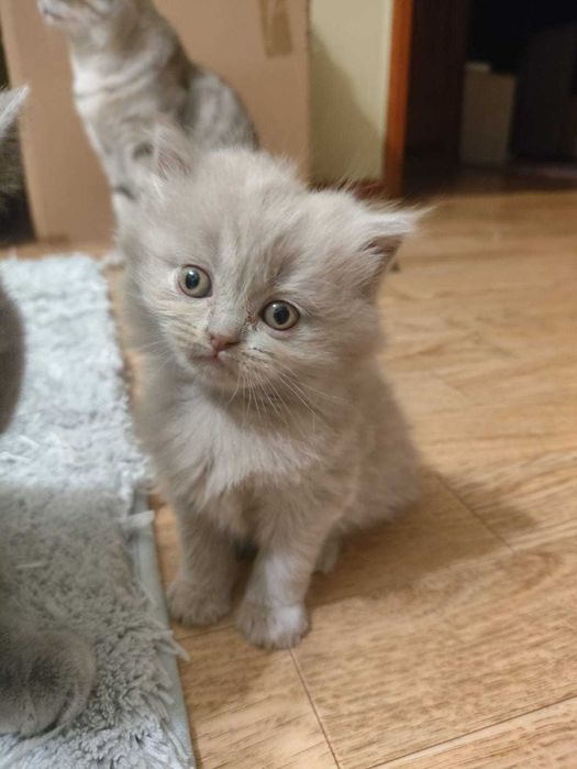 Британские котята