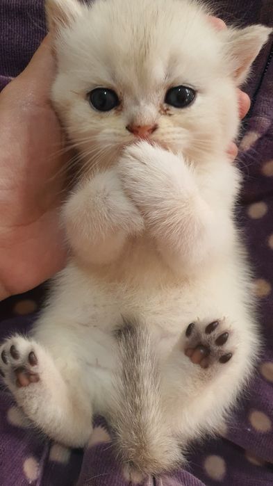 Serebristiy shinshilalar sotiladi