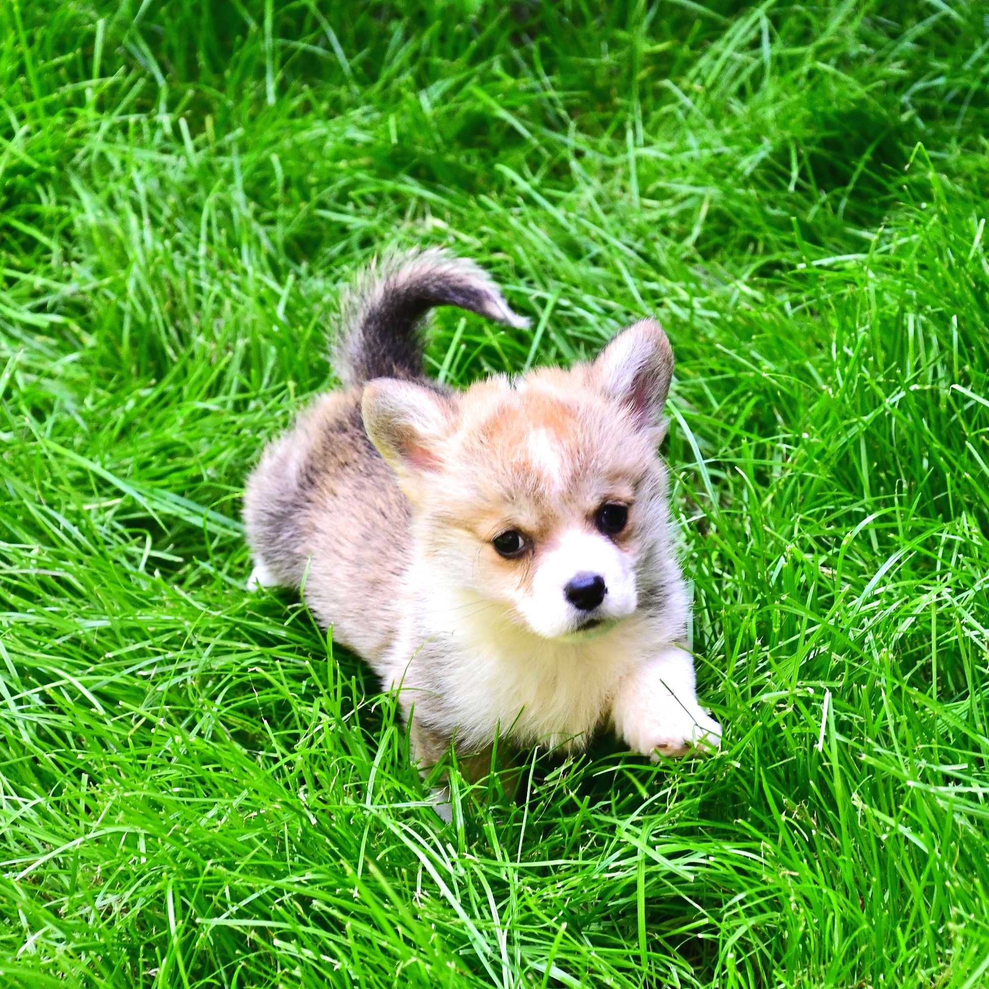 Cățelus Corgi Pembroke – Linie de Sânge de Excepție, crescător cu afix