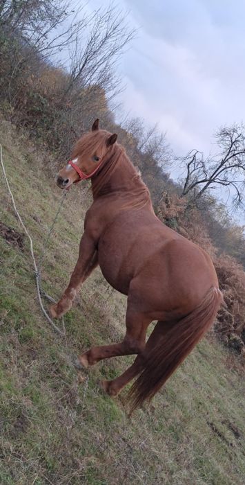 Vând Armăsar in varsta de 8 ani