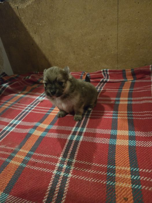 Померан - мини шпиц 3кг.