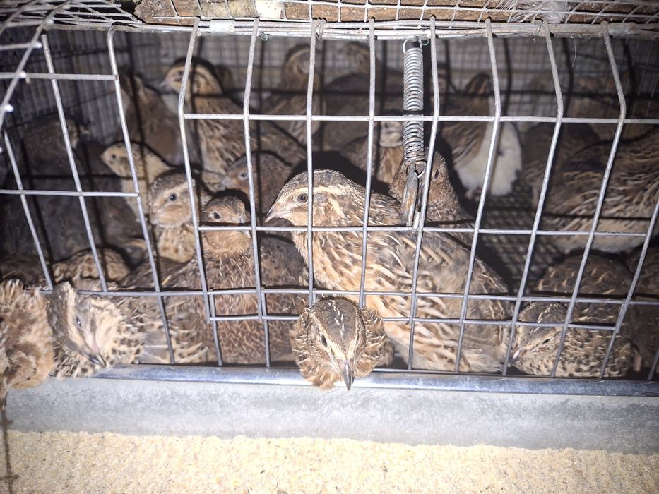 Prepelițe de vanzare