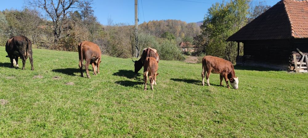 Vaci de vanzare si vitei