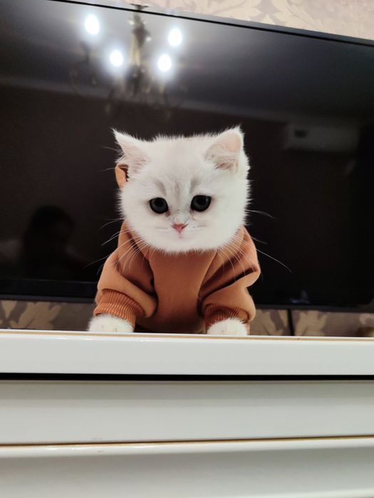 серебристые котята