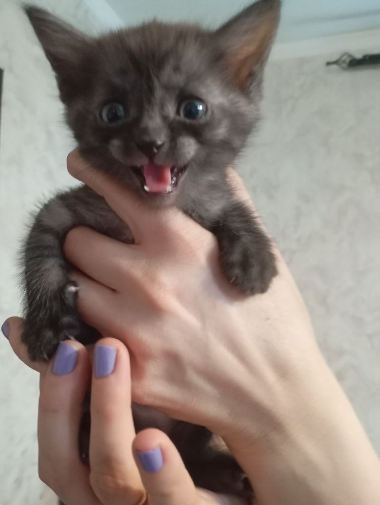 Котики и кошечки