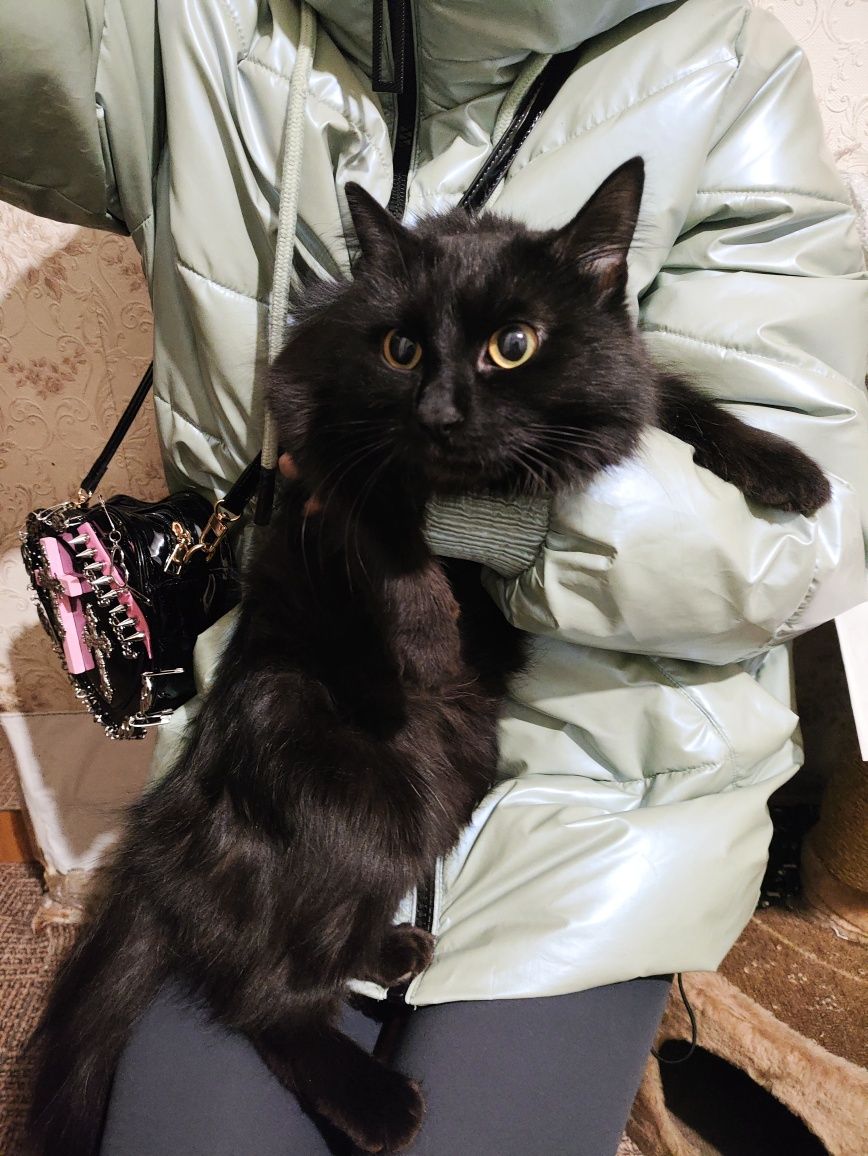 Кошечка ищет дом!