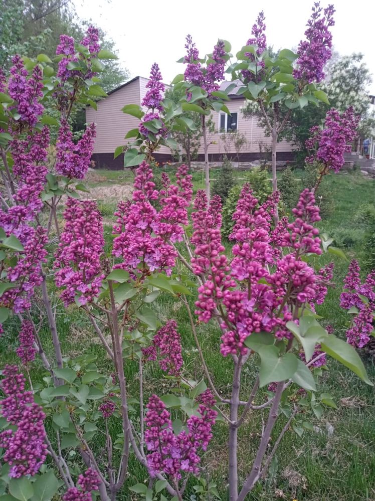 Туя,голубая ель,сосна,плодовые деревья и декоративные кустарники.