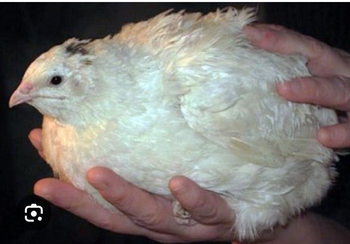 Продаются перепелки