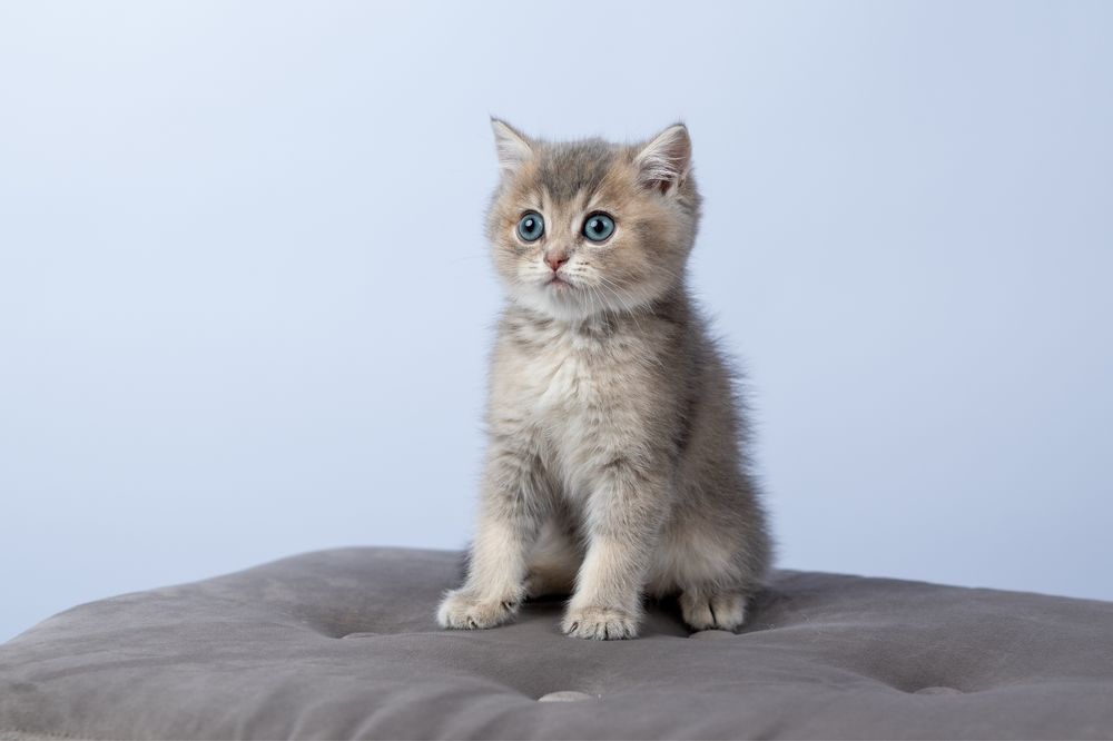 British shorthair rasa pura