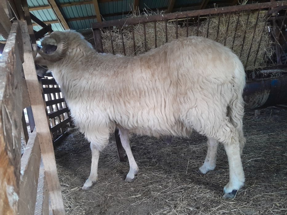 Stramior în vârstă de 3 ani