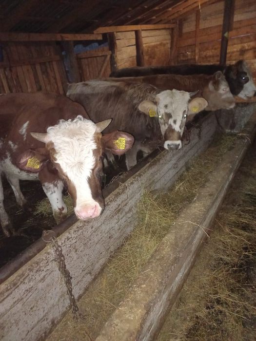 Vand vitele baltate .