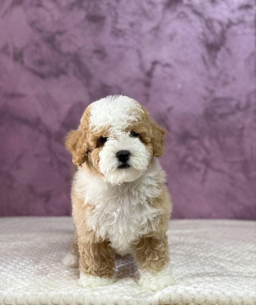 Poodle Bicolor - Raritate in Romania!