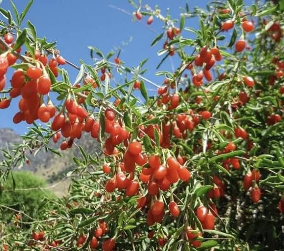 Arbuști Fructiferi (Goji )