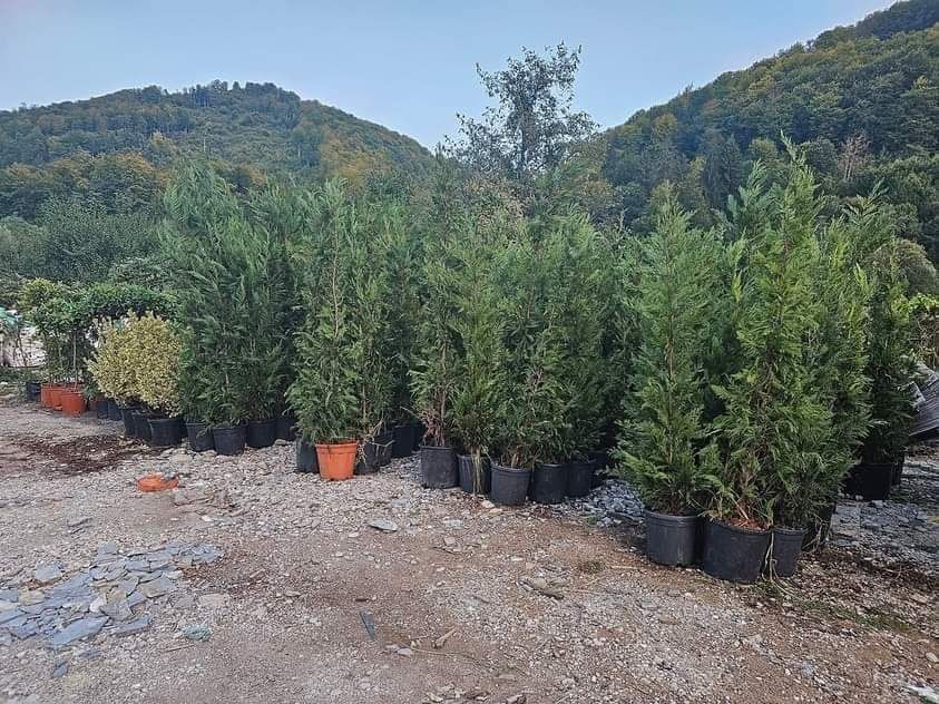 Cupressus leylandii 1.5m - 4m/ gard viu mare/ perdea verde naturala/