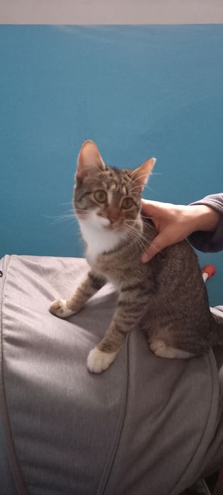 Отдам молодую кошечку в добрые руки.