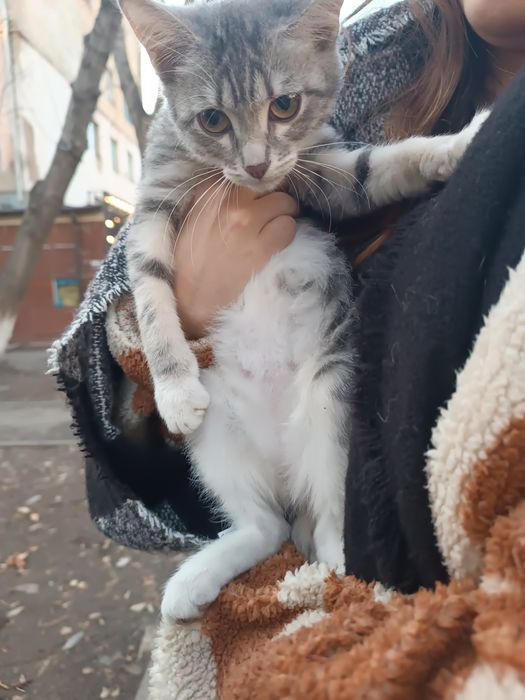 Срочно бездомному котенку нужен дом