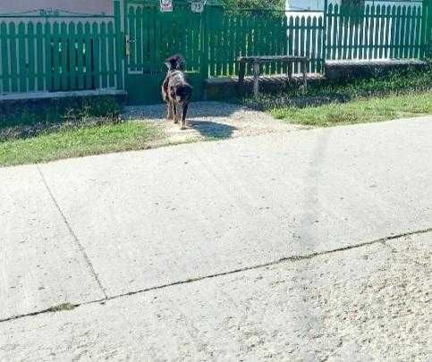 Adoptie catea de curte