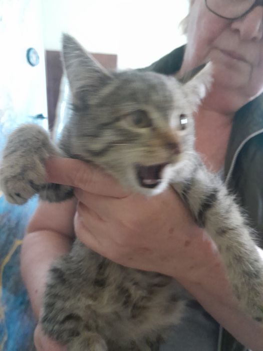Котенок, девочка,  лоток знает.