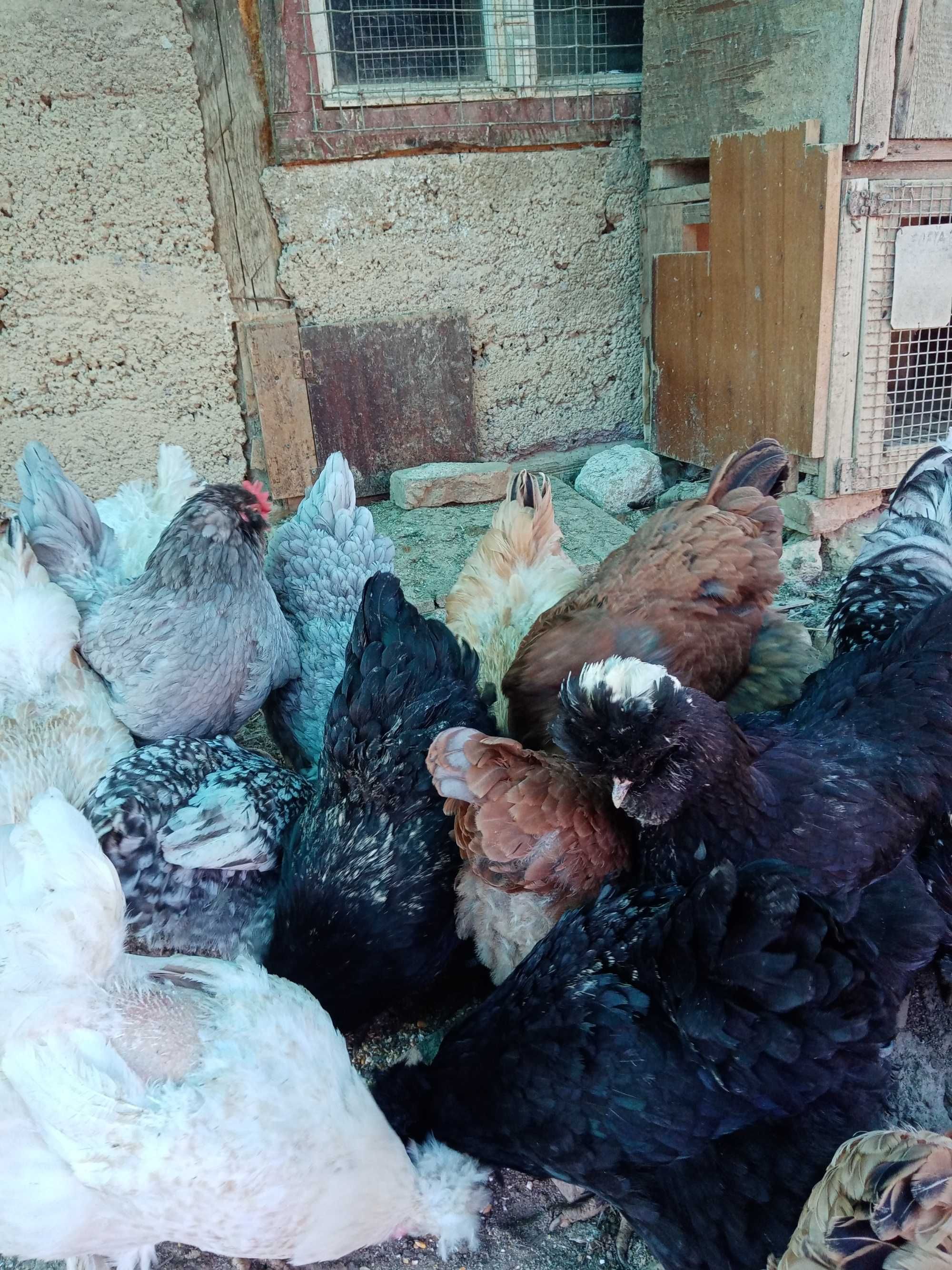 Vând ouă pentru incubat