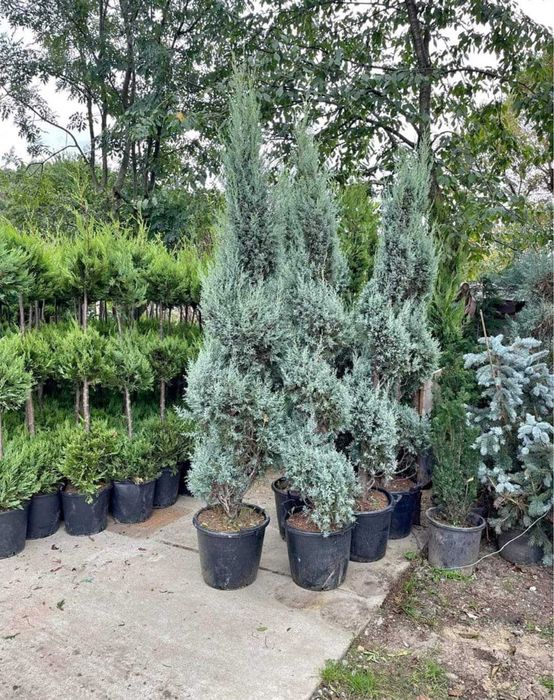 Plante ornamentale de calitate pentru grădina ta