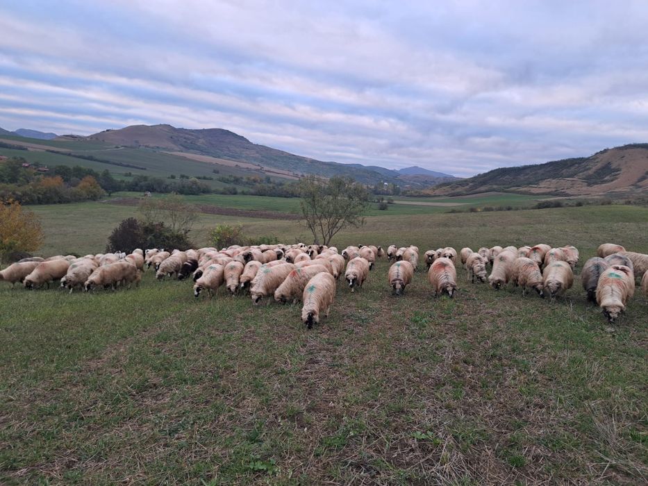Turma de oi de vânzare sau schimb cu vaci de lapte