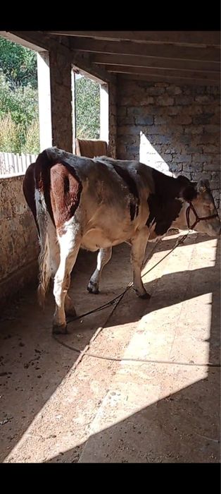 Құнажын сатылады