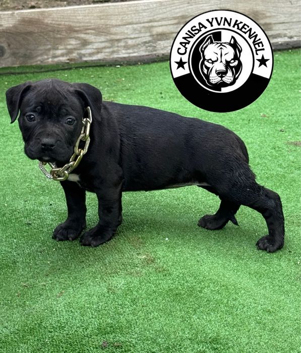 Femela amstaff neagra