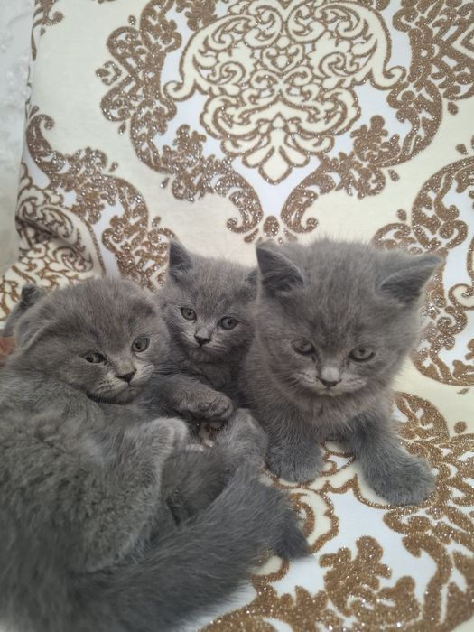 Продам милых котят