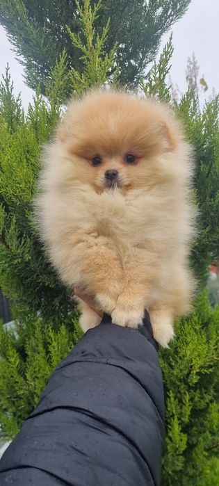 Померан померанче