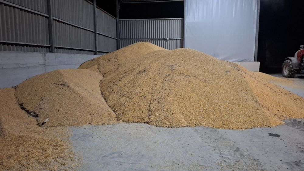 Porumb umiditate 14-16 %