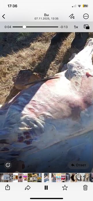 Жабагы шын так казысымен