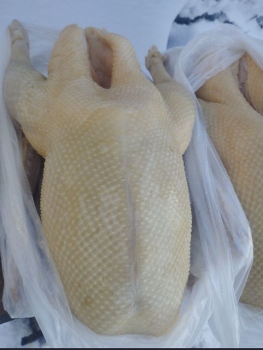 Гуси продам Доставка