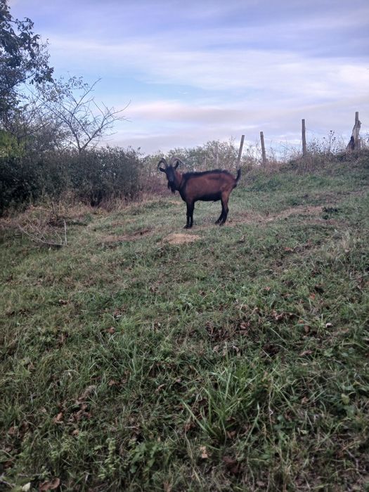 Vând țap alpin francez