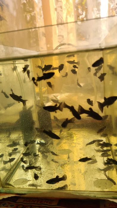 Pesti de acvariu Black Molly si puiet si un Scalar pasnic