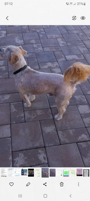 Donez Mascul Bischon