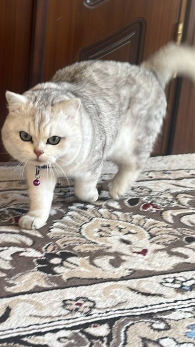 Британский шиншилла вязка